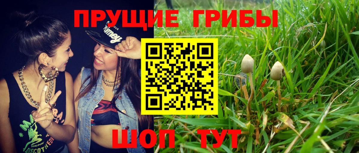 Галлюциногенные грибы Psilocybe  Вход с VPN  Владикавказ 